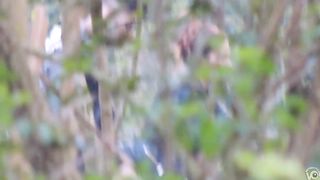 University students caught copulating in the bushes--_short_preview.mp4