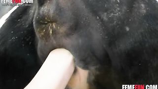 XXX Beastiality - Zoo sex newcomer sucking and fucking a cow udder--_short_preview.mp4