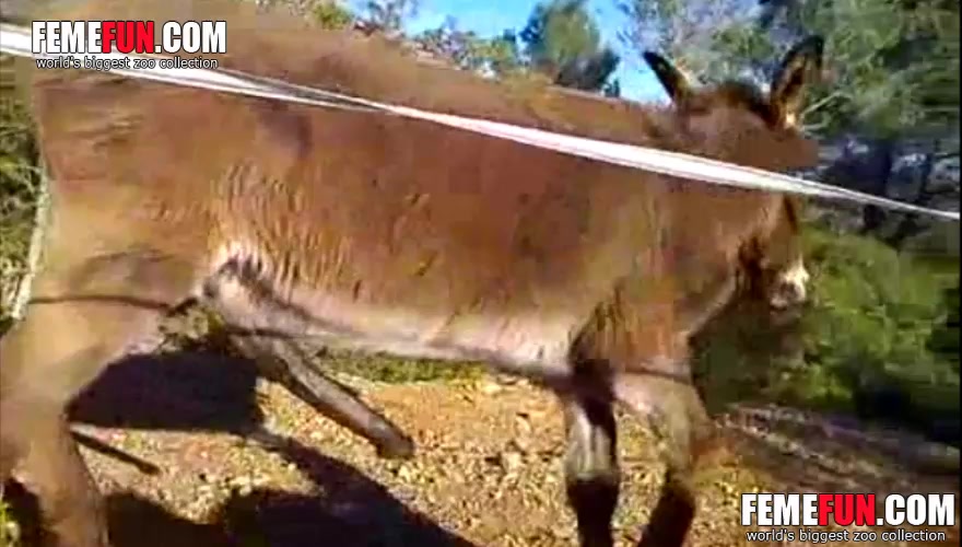 Animal Porn Donkey - Donkey porn free ] Exclusive video of a mule getting a hardon in this zoo  flick | Porn Clips Mobi