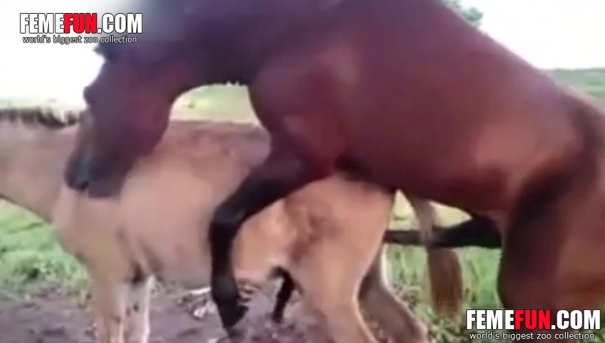 Horse Fucking Horse Porn - Donkey punch porn video ] Rare video of a horse fucking a mule on the ranch  | Porn Clips Mobi