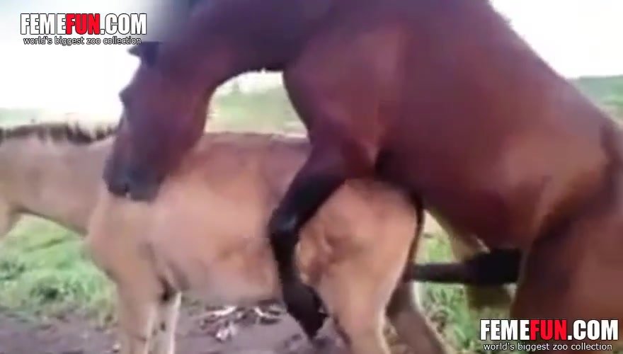 Anal Donkey Punch Porn - Donkey punch porn ] Rare amateur zoo fetish movie features mile mounting  stallion | Porn Clips Mobi