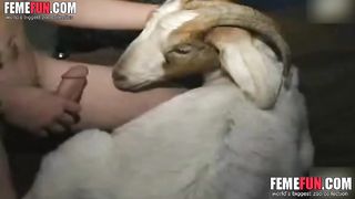 [ Sex with goats XXX ] Sucking the cabritinha pussy--_short_preview.mp4