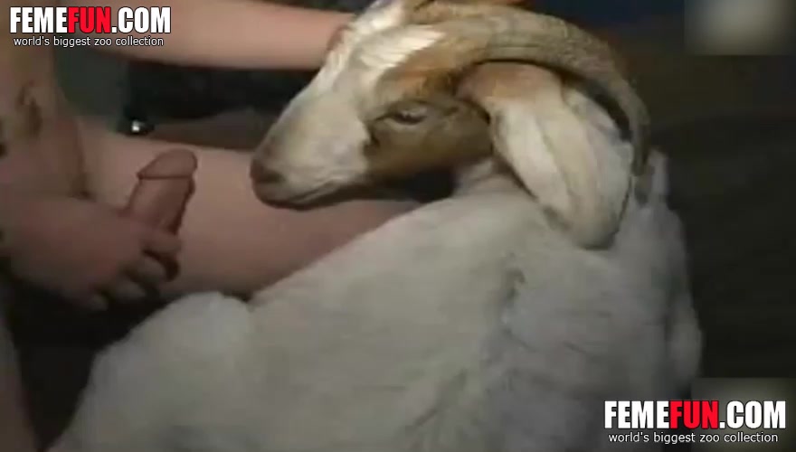 Man has sex with goat xxx