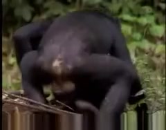 Porn movie with monkeys