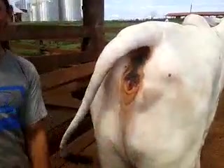 Gay fuck cow XXX ] Farmer eating dairy cow | Porn Clips Mobi