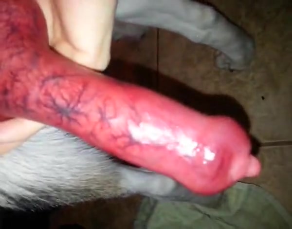 Hot young lady masturbating her dog