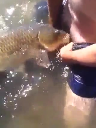 Free Videos animal sex with fish