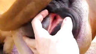 Carinha sticking her fingers inside the cow pussy--_short_preview.mp4