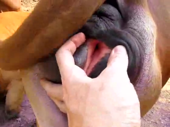 Carinha Sticking Her Fingers Inside The Cow Pussy Porn Clips Mobi