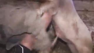 Gay without shame having sex with pig--_short_preview.mp4