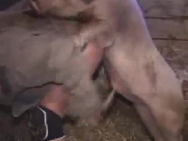Gay without shame having sex with pig