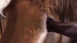Free sex videos between animals--_short_preview.mp4