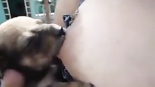 Puppy sucking on the sexy busty--_short_preview.mp4