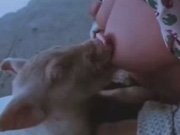 Thai woman giving from mom to two pigs