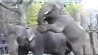 Elephants scrambling at the zoo--_short_preview.mp4