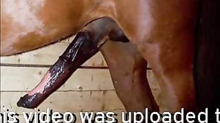 Various sex scenes with live horse--_short_preview.mp4