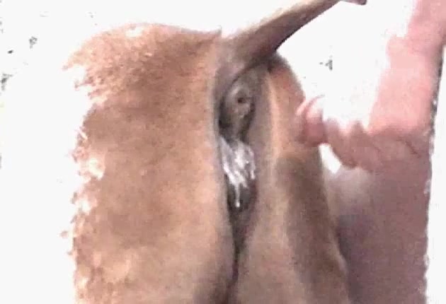 Man eat cow pussy Man Fucking Inside The Cow Pussy Porn Clips Mobi