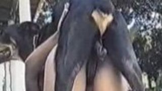 Porn pussy amateur bitch giving pussy in the middle of the bush--_short_preview.mp4