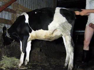 Newbie eating the cow thinking about his girlfriend